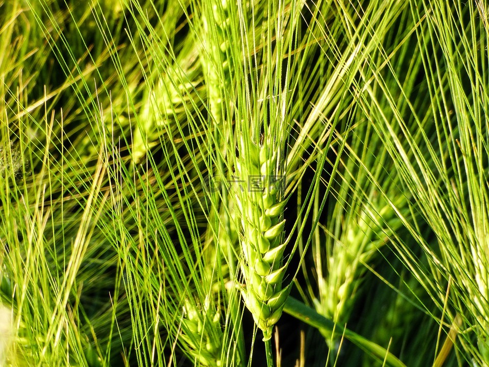 谷物,小麦,小麦的耳朵