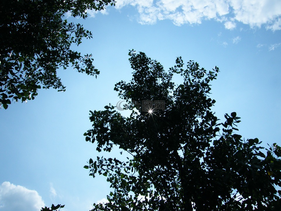 风景,树林,蓝天