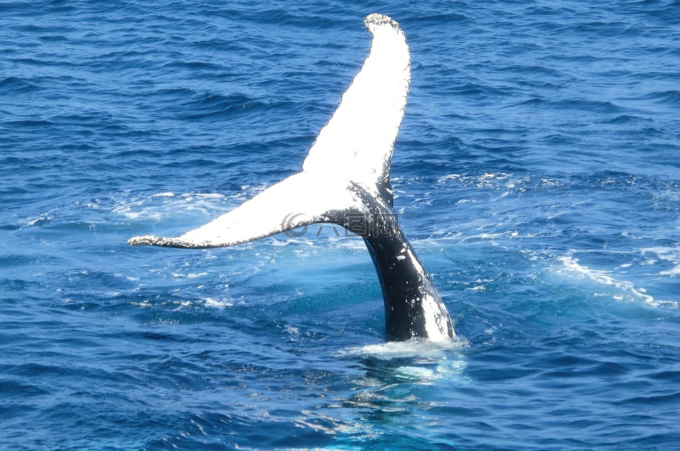 鲸鱼,尾巴,海洋