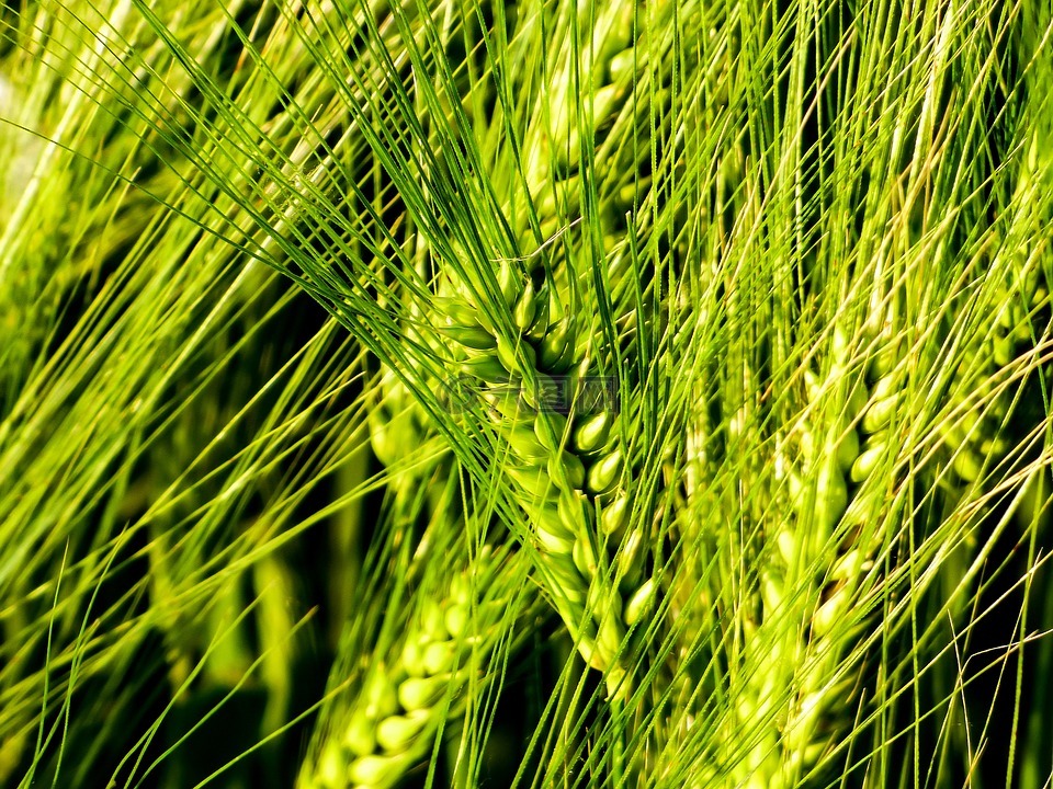 小麦,由柴塔尼亚 k,谷物