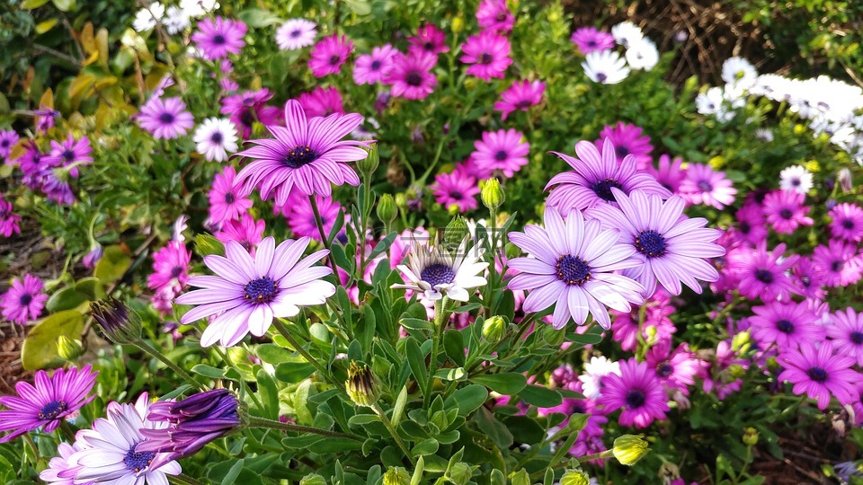野花,紫色,白