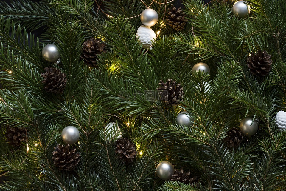 松树,圣诞树,松果高清图库素材免费下载(图片编号:7042812)-六图网