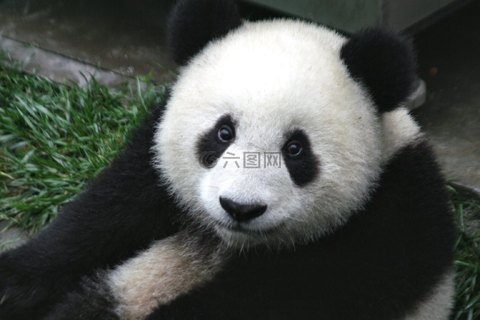 熊猫,幼仔,野生动物