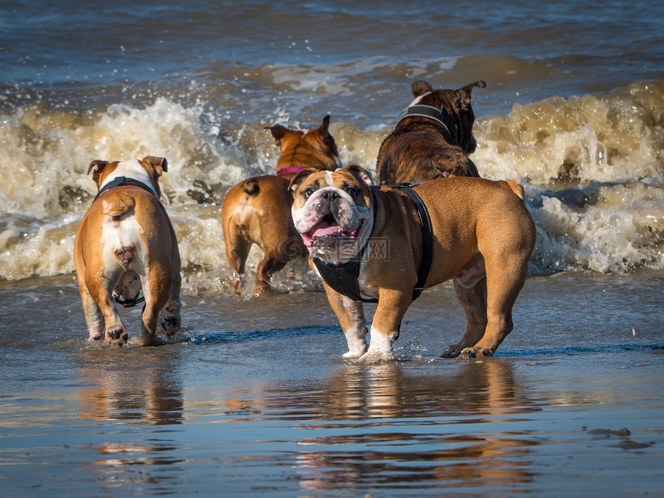 海滩,玩斗牛犬,英国斗牛犬
