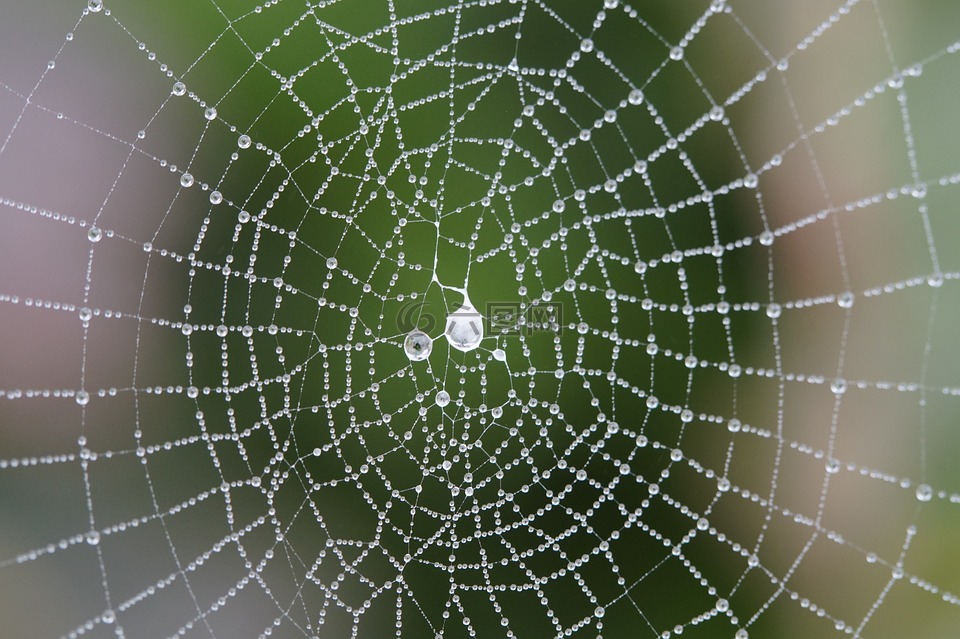 蜘蛛网,网络,orb web
