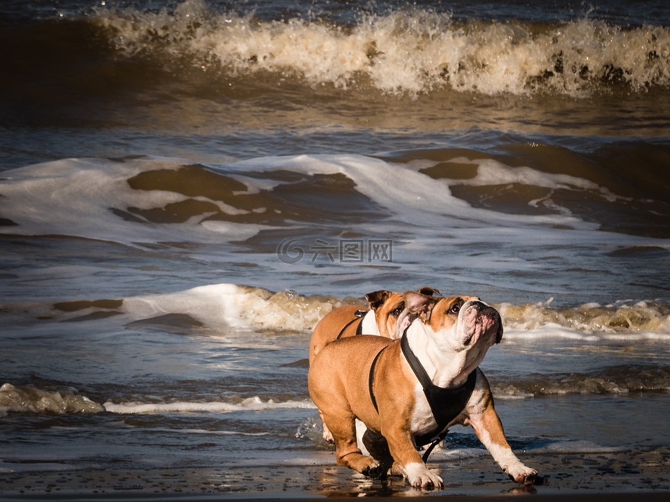 狗在沙滩上,打狗,在海滩上的狗