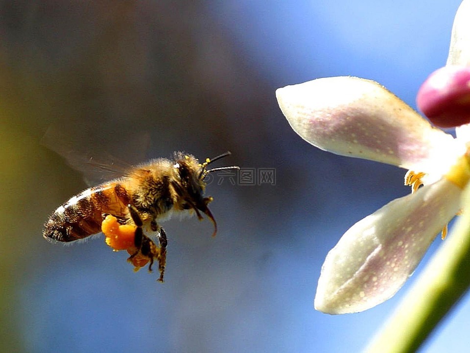 蜜蜂,飞行,花