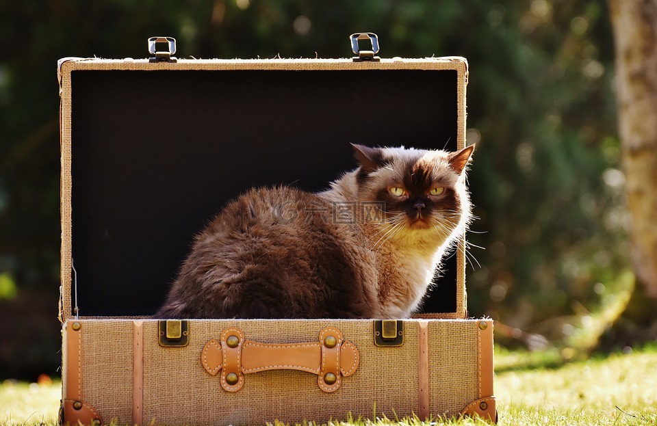 猫,英国短毛猫,行李