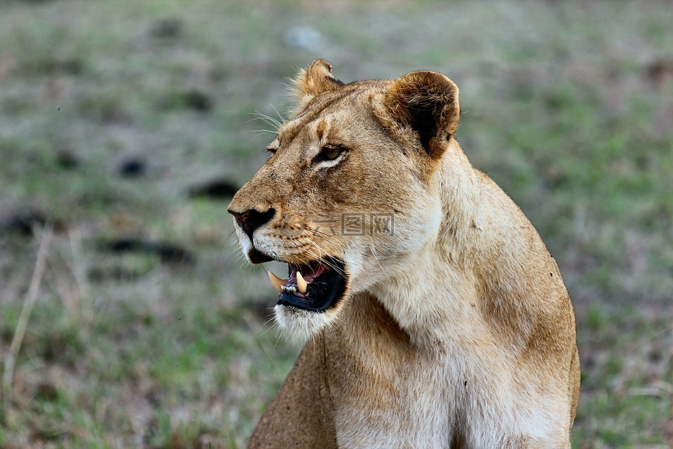 母狮,非洲,猫