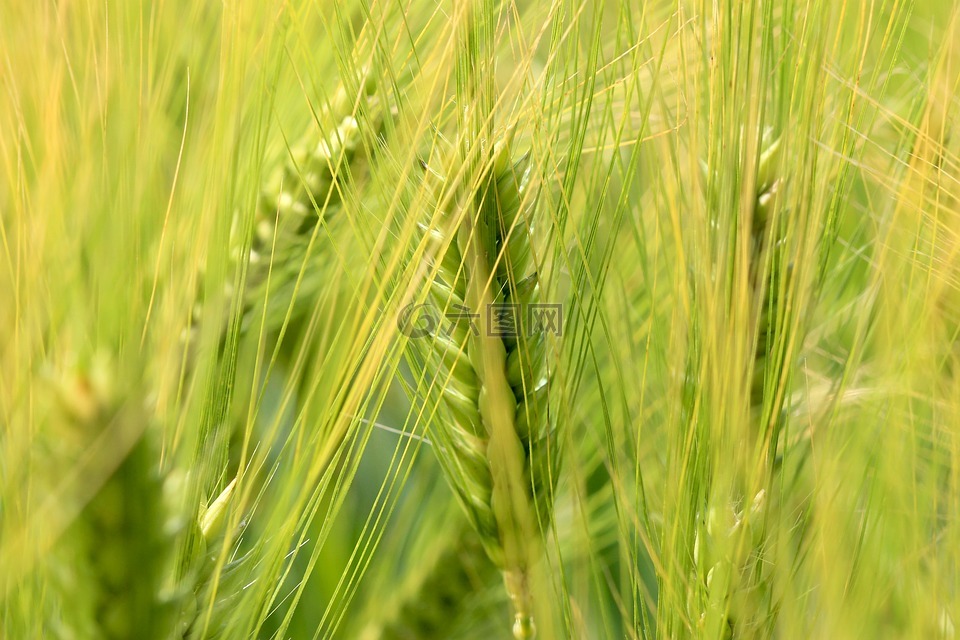 小麦,性质,epi