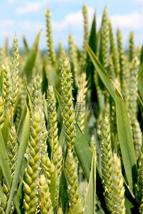 小麦,性质,epi
