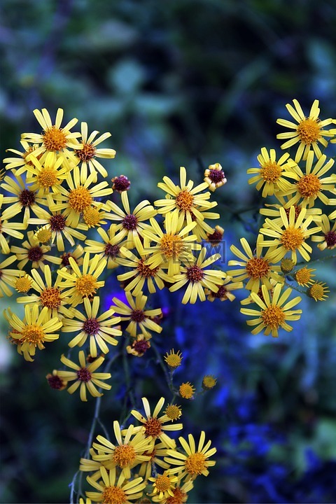 野生花卉,黄色,性质