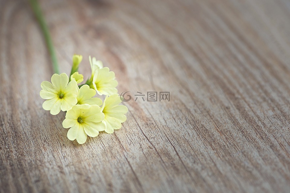 黄花九轮草,花,鲜花