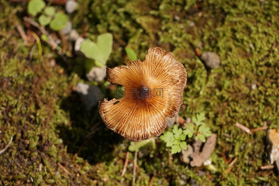 蘑菇,瞰,森林