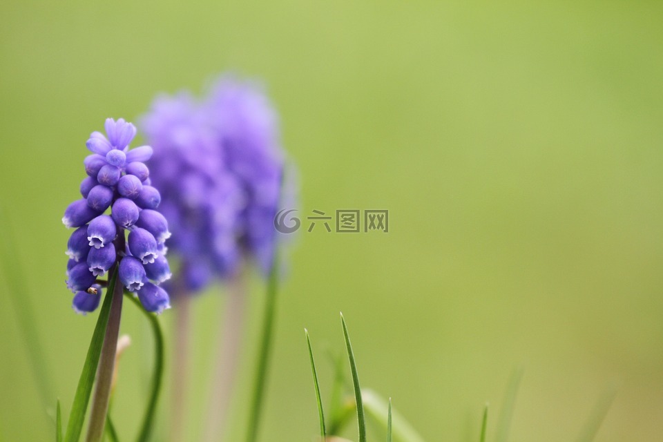 muscari,穆斯卡里杏黄,亚美尼亚 traubenhyazinthe