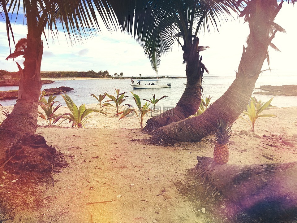 海滩,船,棕榈树