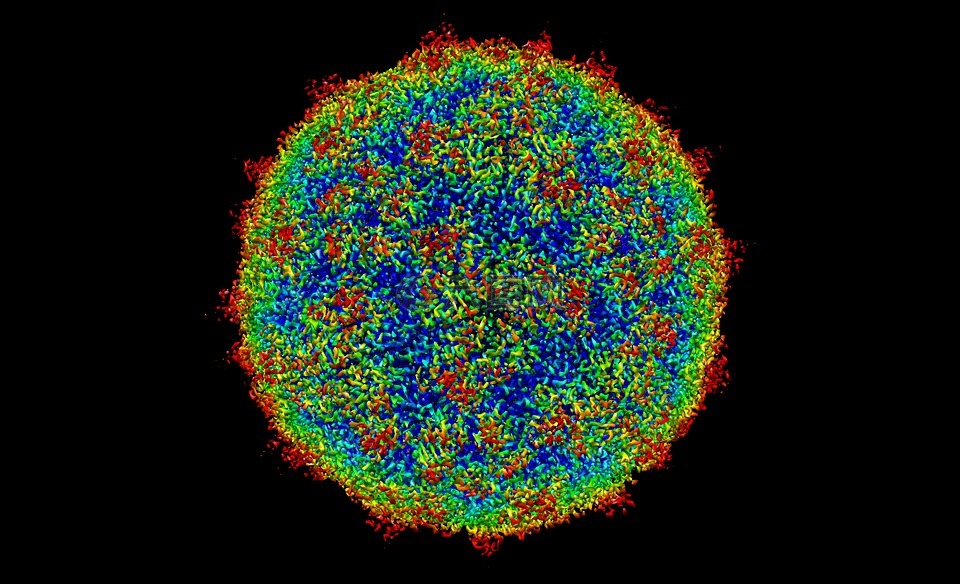 人类鼻病毒c15a,人类,病毒