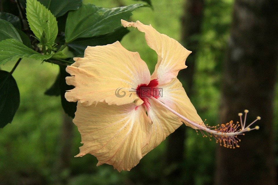 热带花卉,花,自然