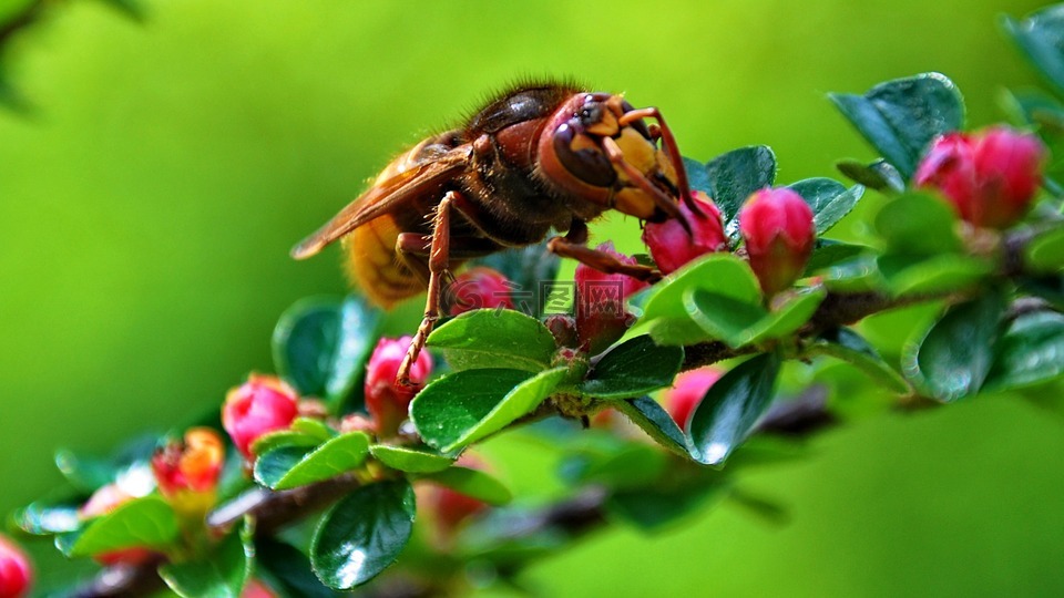 昆虫,欧洲的大黄蜂,花蜜