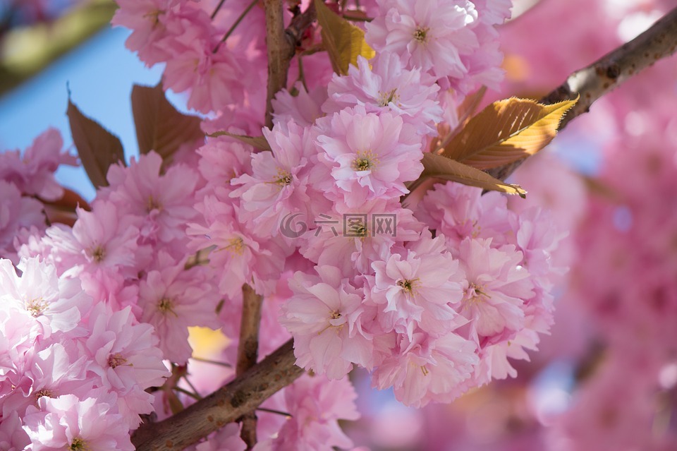 日本樱花,梅花石楠,温室玫瑰