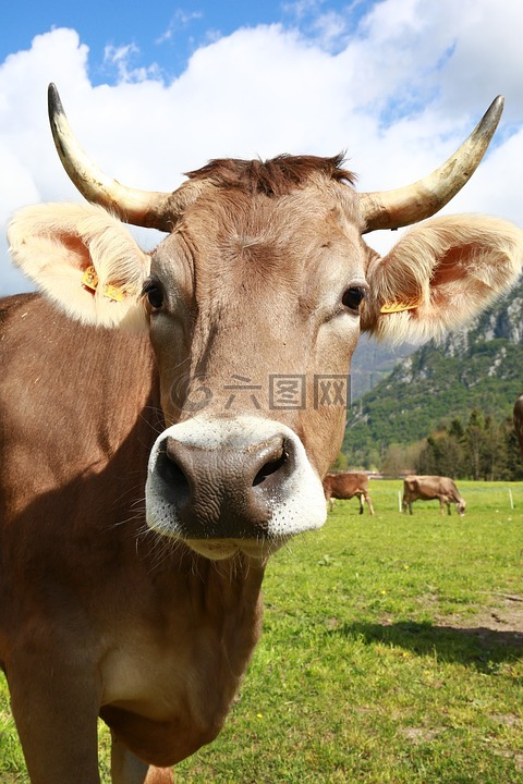 bovino,牛,母牛