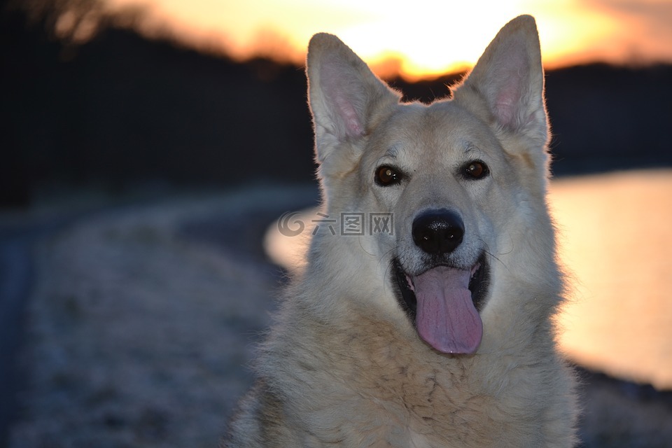 狗,雪橇犬杂交,德国牧羊犬杂交