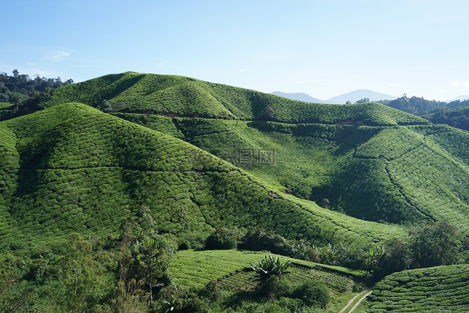 茶,卡梅隆高原,马来西亚