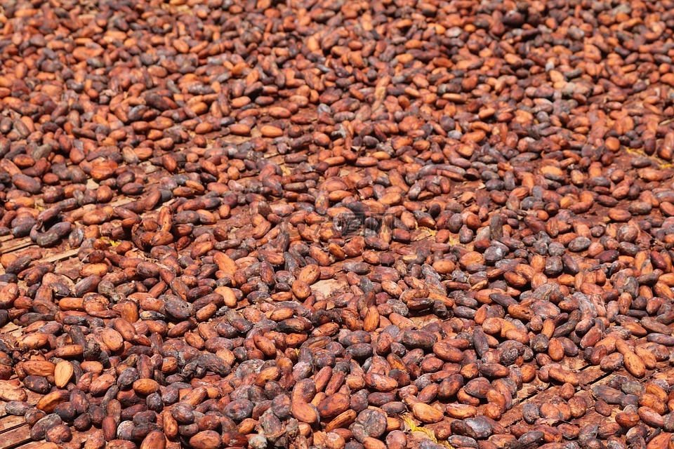 可可豆,非洲,加纳