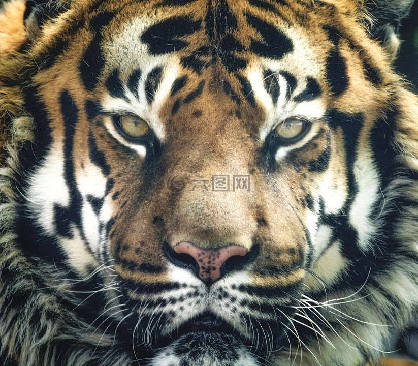 虎,孟加拉,条纹