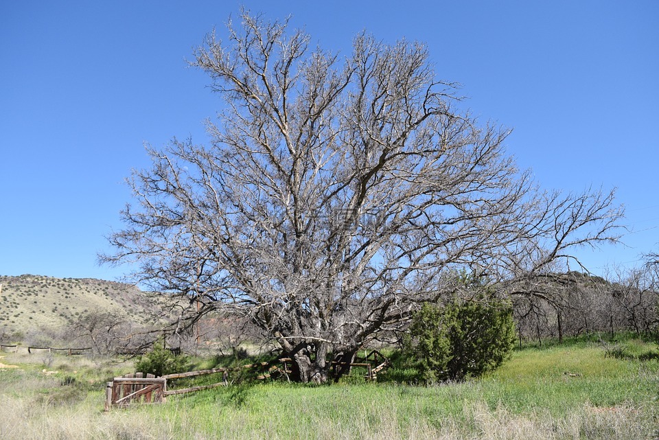 孤树,打开字段,孤立性