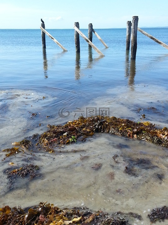 海边,码头,鸟