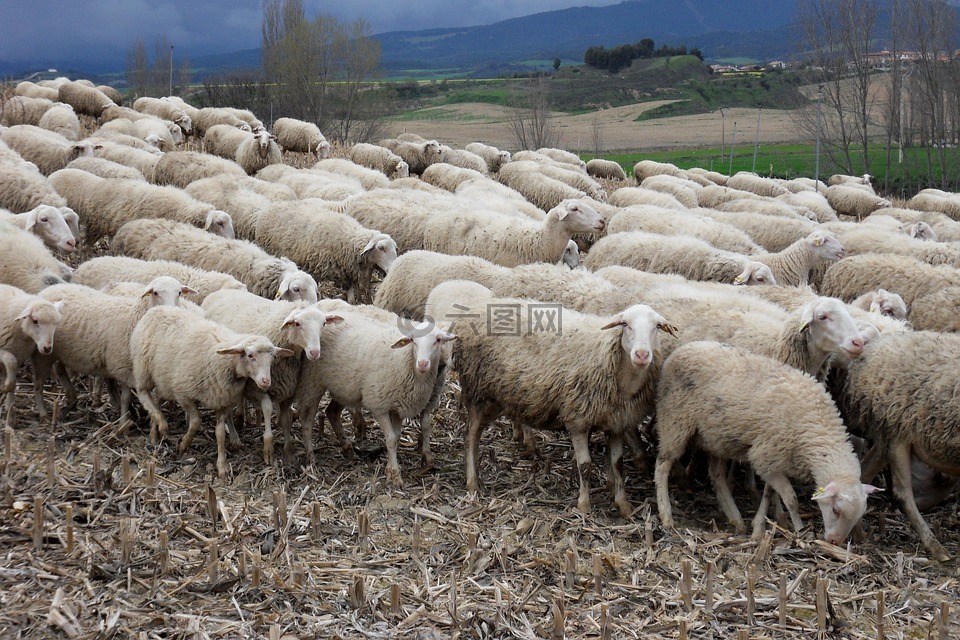 羊,羊群的羊,动物