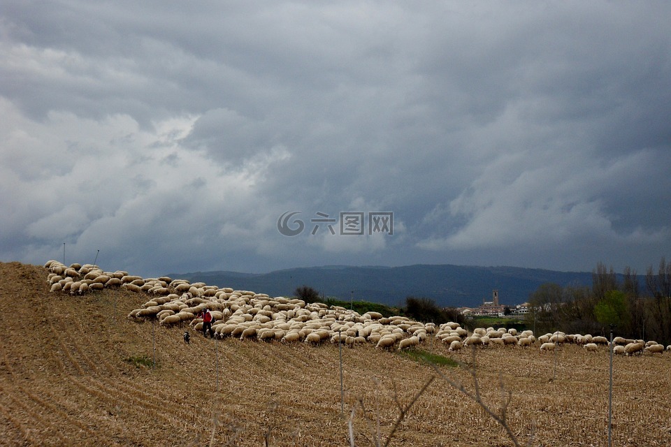 羊,羊群的羊,西班牙