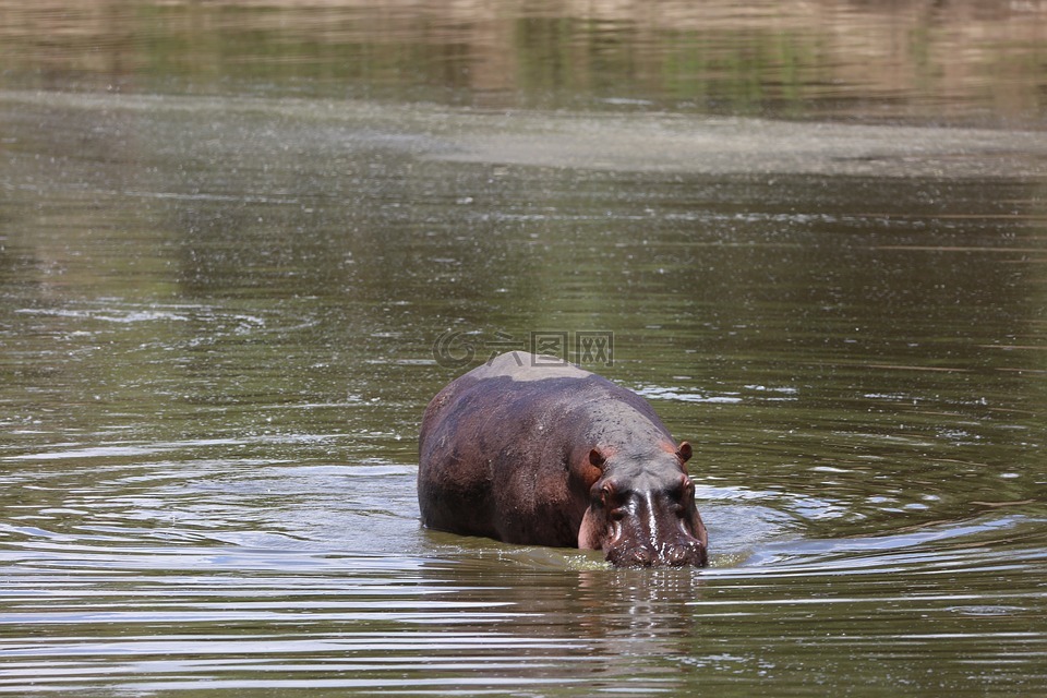 河馬野生動物野生動物園