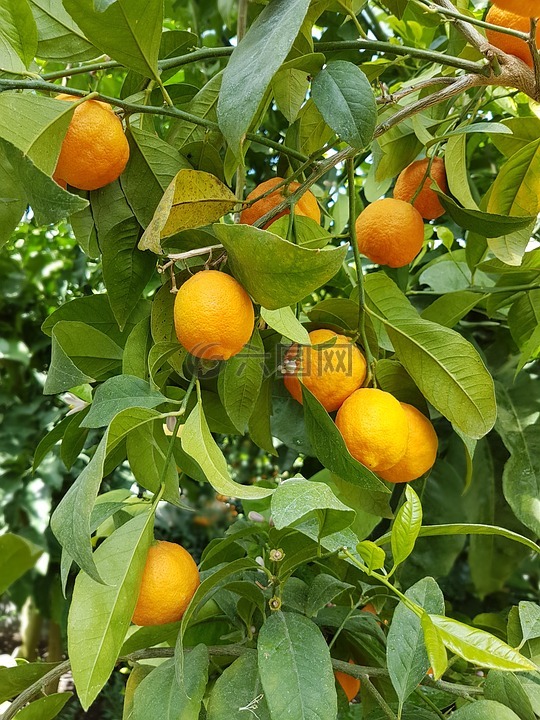 橘子,柑橘,树