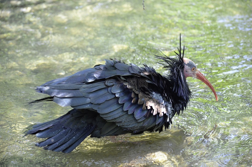 北部的光头 ibis,鸟,性质