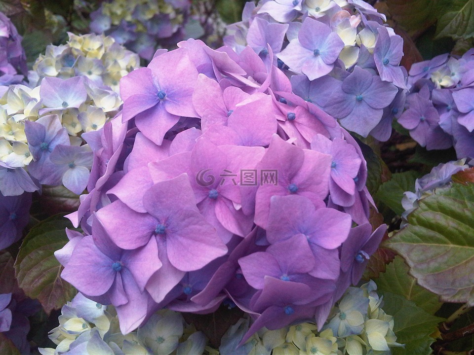 紫色,绣球,花