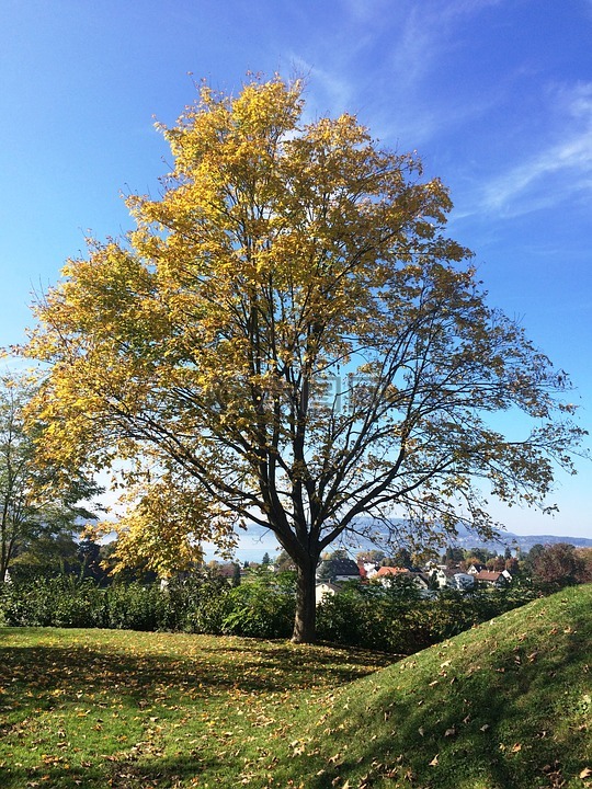 赖兴瑙岛,秋季,树