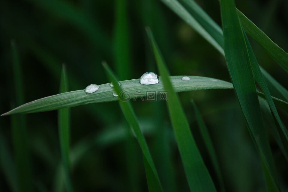 草,绿色,一滴水