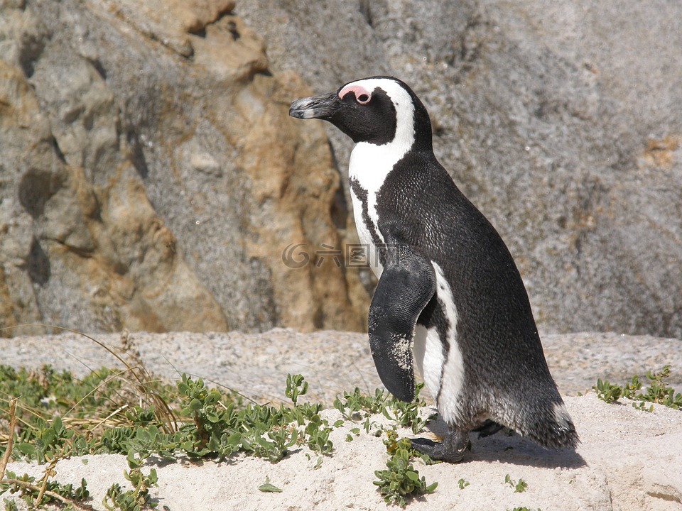 南非,石头滩,企鹅