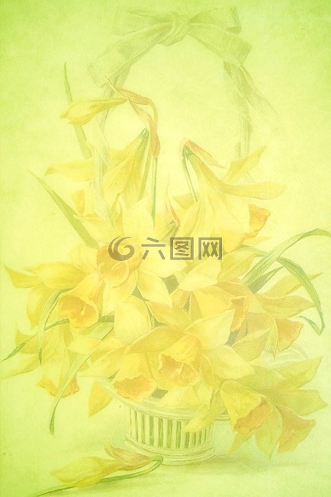 春天,黄水仙,黄色