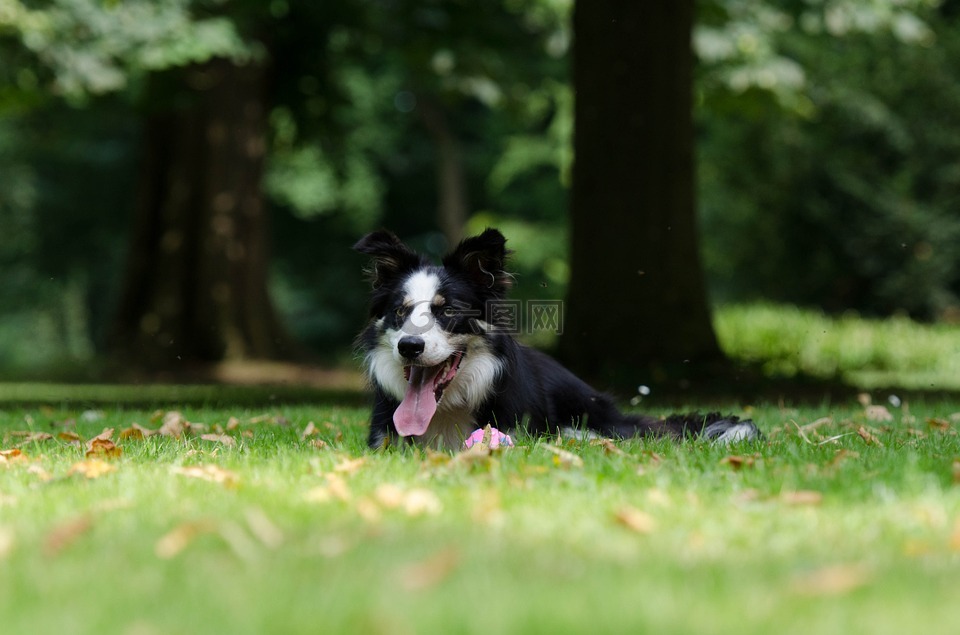 边境牧羊犬,公园,说谎的狗