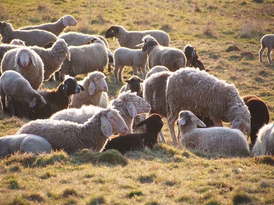 羊,一群,动物