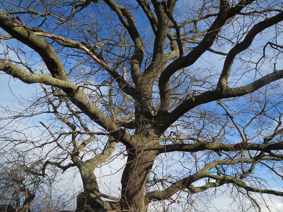夏栎,英国橡木,有花序梗橡木