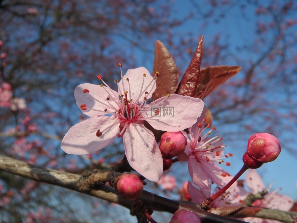 李家蝇,树,开花