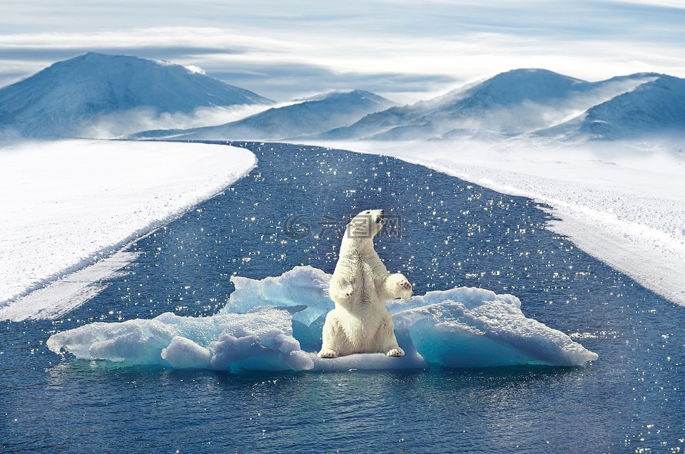 白熊,气候变化,北极熊