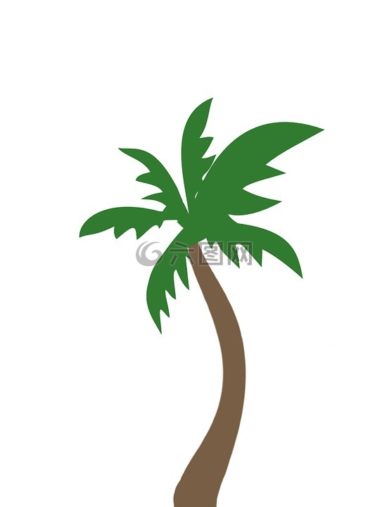 棕榈,椰子树,椰子