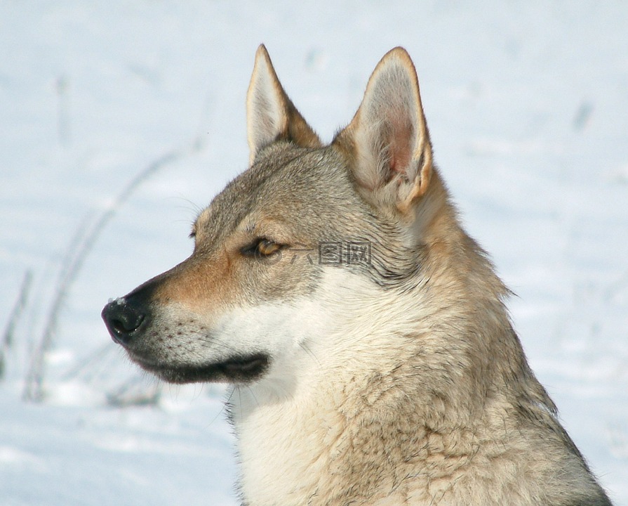 捷克斯拉夫 wolfdog,女性,狼