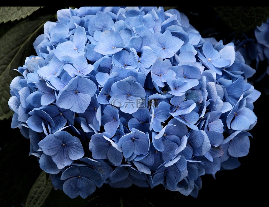 蓝色,自然,花