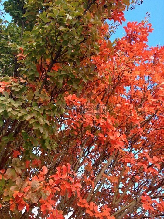 秋天,颜色,变化
